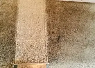 Professional carpet cleaning service for homes and offices
