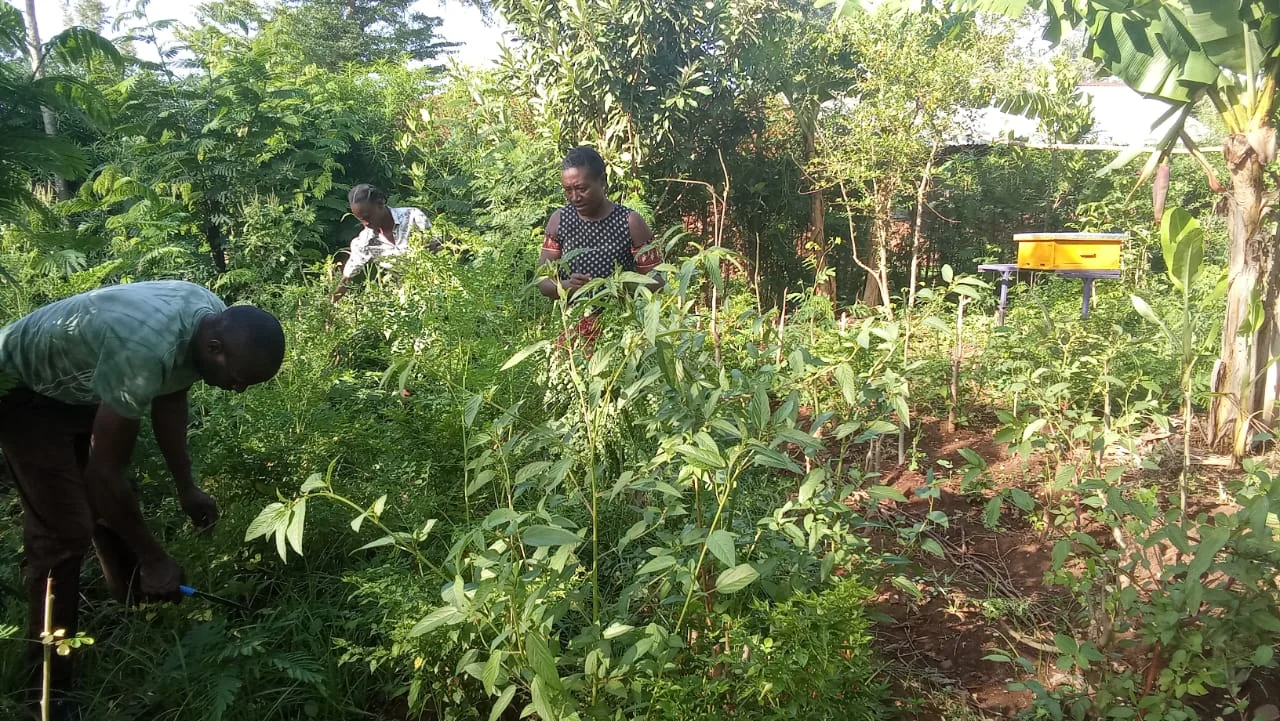 Moringa field