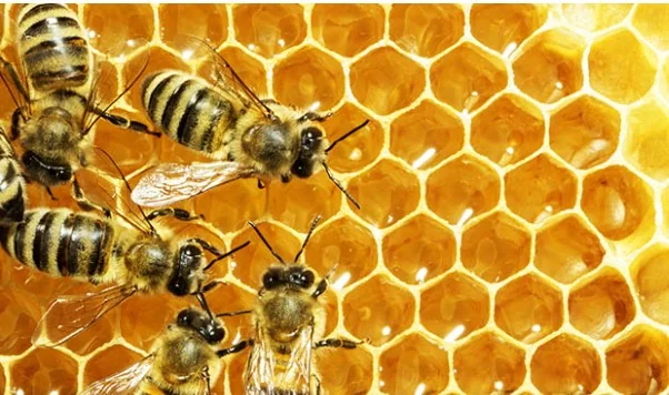 honeycomb