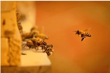 beehive